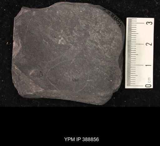 undet. Belostomatidae