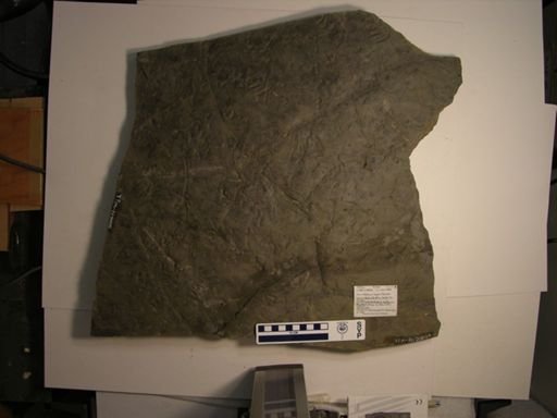 Hylopus logani