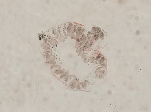 Blattodea