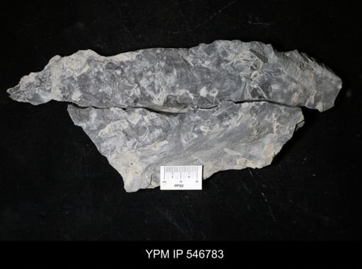 undet. Eurypterida