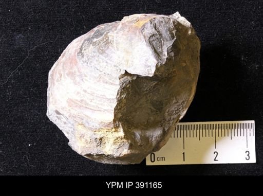 Inoceramus
