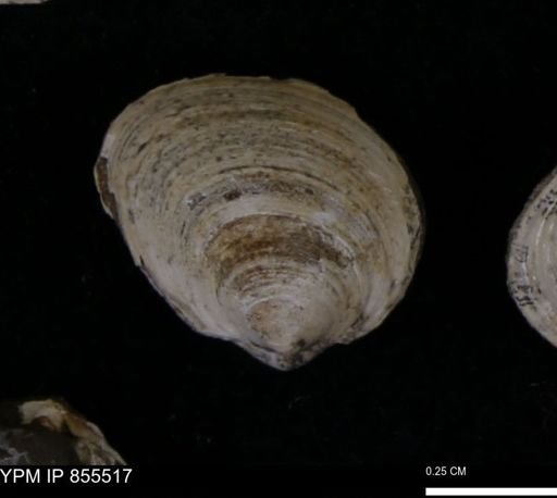Limopsis striatopunctatus
