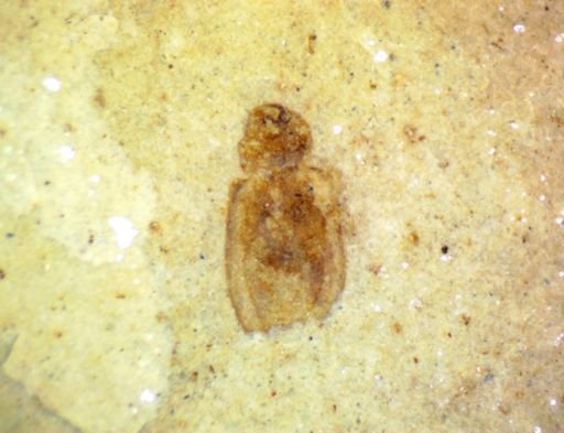 undet. Coleoptera