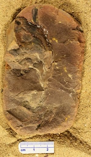 Aphlebia
