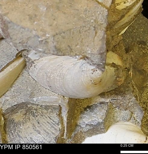 Limopsis striatopunctatus