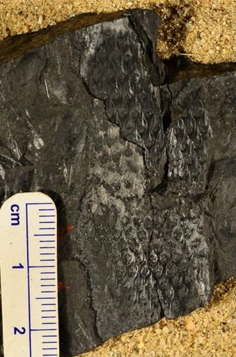 Lepidodendron sp.