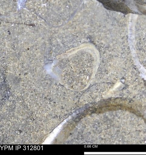 undet. Bivalvia