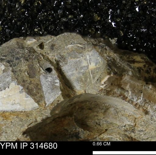 Crenella elegantula
