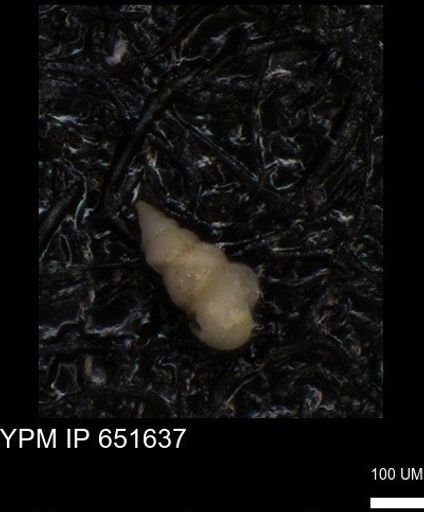 undet. Heterohelicidae
