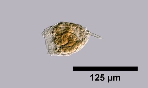 Monostyla spinifera