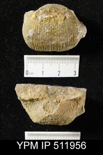 Antiquatonia sp.