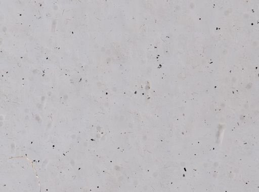 Callyspongia cf. vaginalis