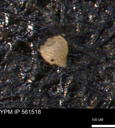 Miliammina ischnia