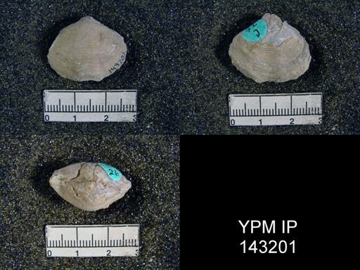 Athyris capillata