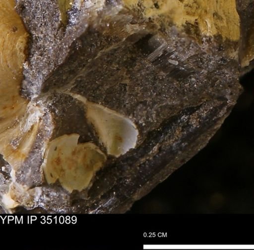 Limopsis striatopunctatus