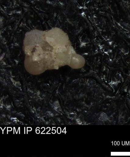 undet. Foraminiferida
