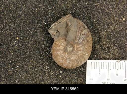 undet. Bivalvia