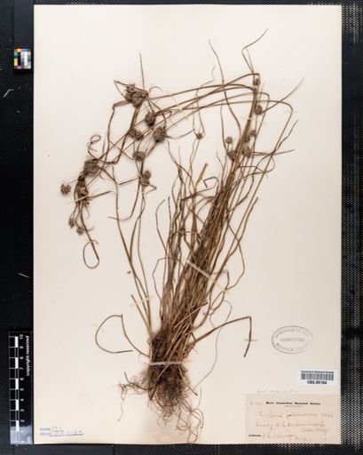 Cyperus filicinus
