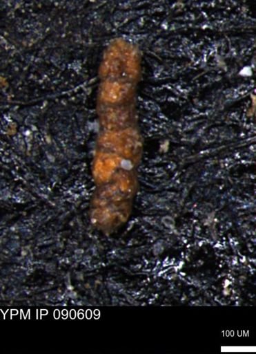 Ammobaculoides phaulus