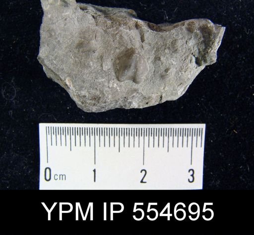 Hyattidina congesta junea