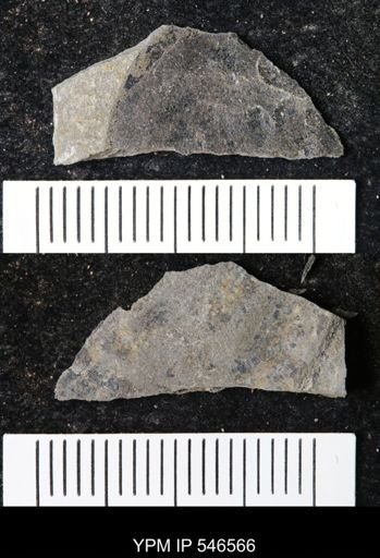 undet. Eurypterida