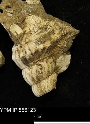 Drepanochilus sp.