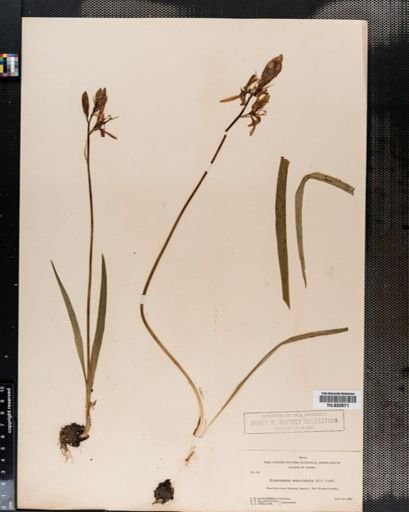 Camassia esculenta