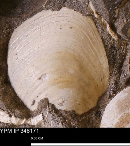 Limopsis striatopunctatus