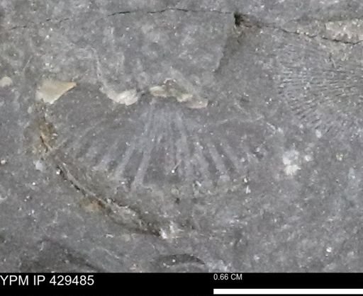 undet. Brachiopoda