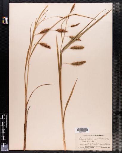 Carex