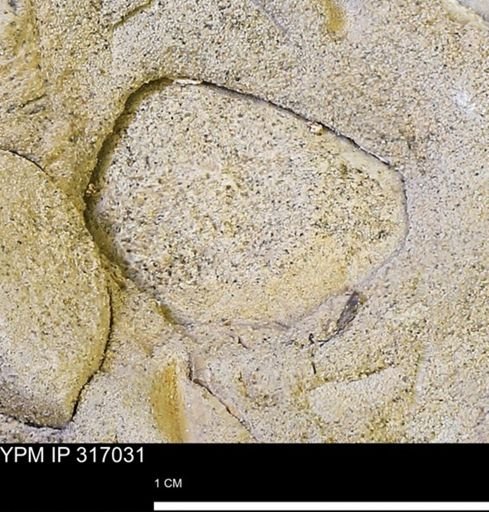 undet. Mollusca