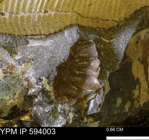 undet. Ammonoidea