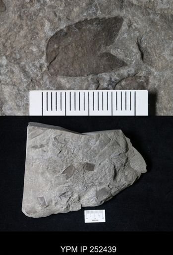 undet. Eurypterida