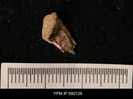 Gastropoda