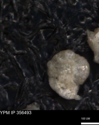 undet. Foraminiferida
