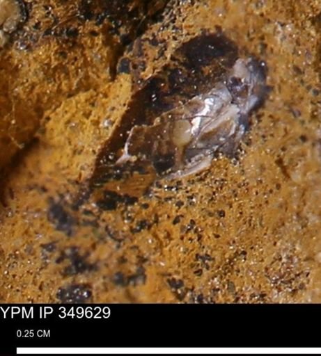undet. Mollusca
