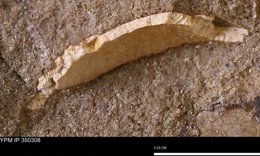 undet. Bivalvia