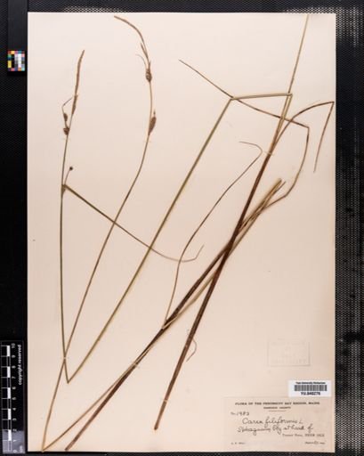 Carex lasiocarpa
