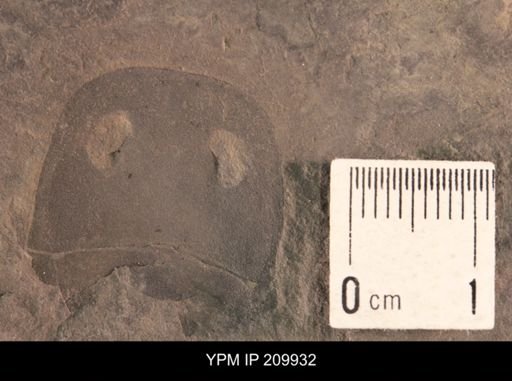 Eurypterus remipes remipes