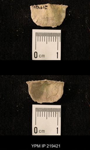 Chonetes granulifer
