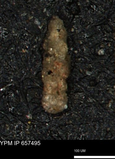 Ammobaculoides phaulus