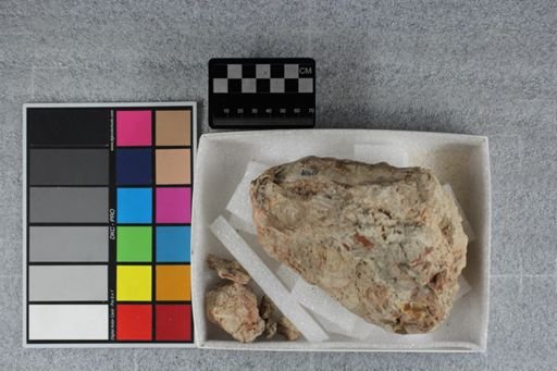 Merycoidodon sp.