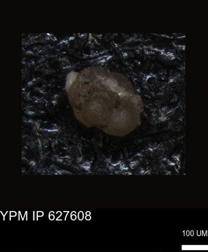 undet. Foraminiferida