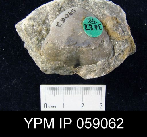 Meristella atoka