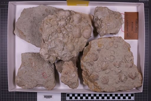 mixed taxa, stratigraphic collection