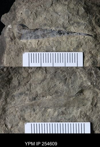 Eurypterida