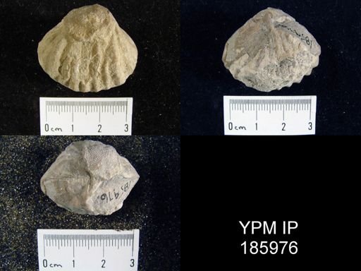 Meekella striatocostata