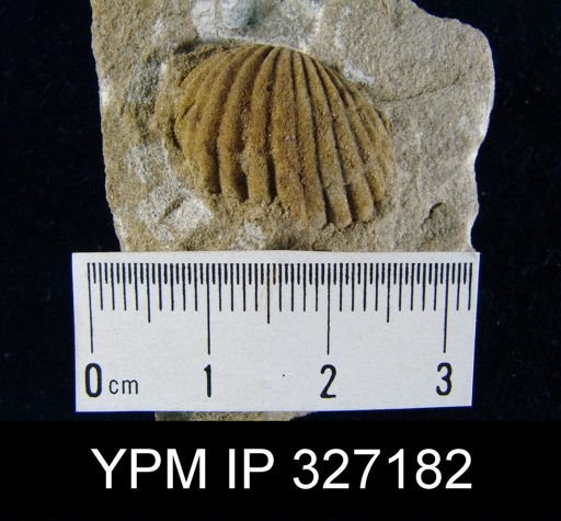 Camarotoechia sappho