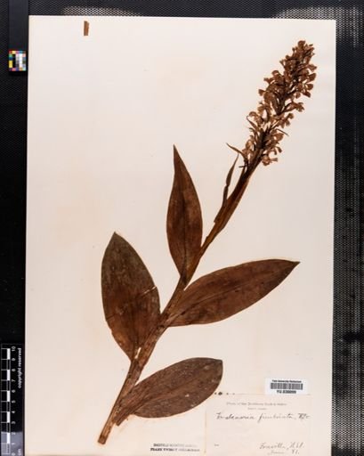 Plantae