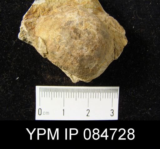 Brachyprion profundum